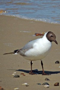 Auch Lachmöwen kann man beim Strandspaziergang auf Usedom antreffen. Foto: djd/Eigenbetrieb Kurverwaltung Zinnowitz