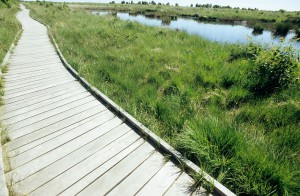 Ein Holzbohlenweg führt durch das Hochmoor "Ewiges Meer". Foto: djd/Tourismus GmbH Gemeinde Dornum